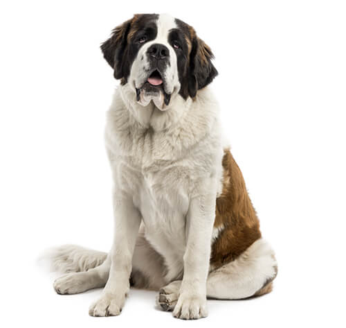 Best food for deals st bernard